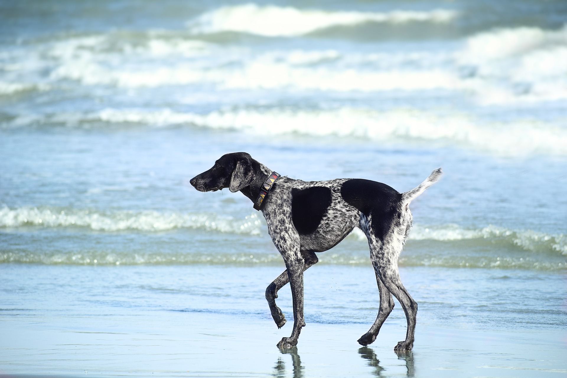 Benefits Of Bringing Your Dog On Holiday